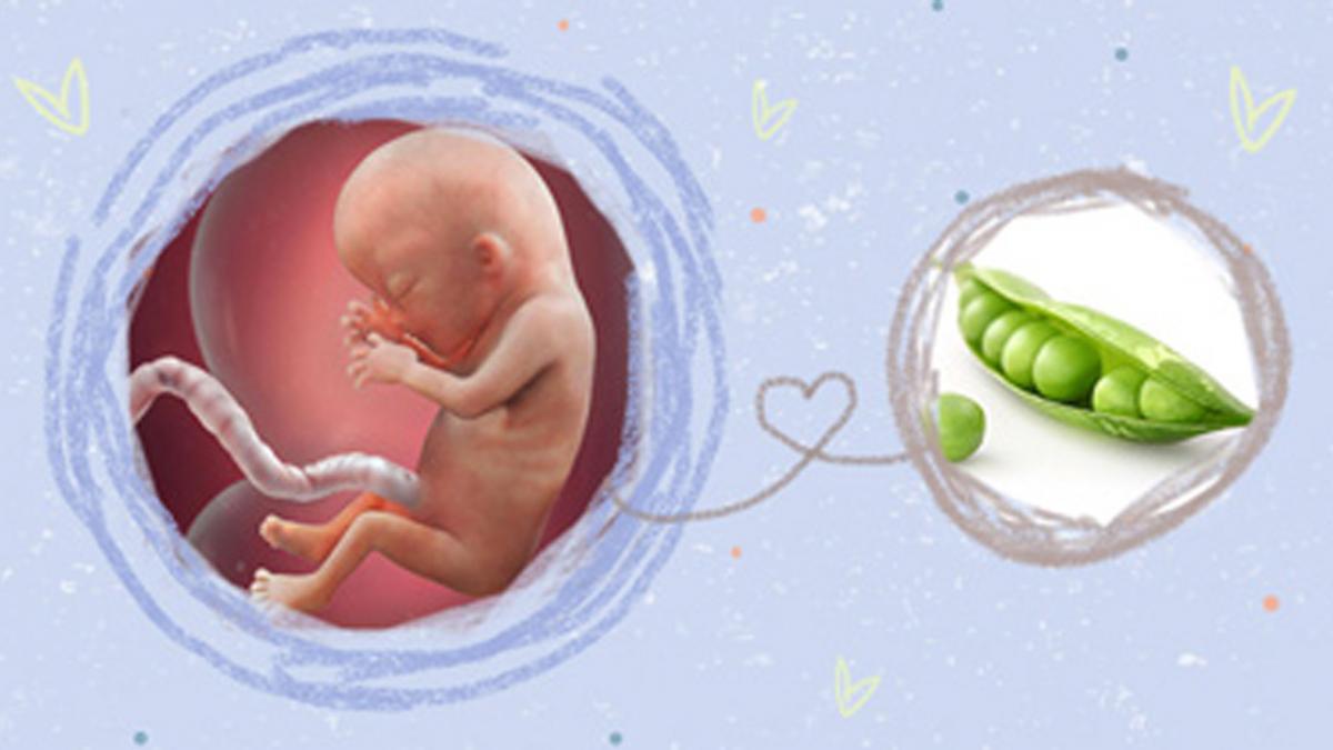 Thai 13 tuần là giai đoạn nào trong quá trình mang thai?
