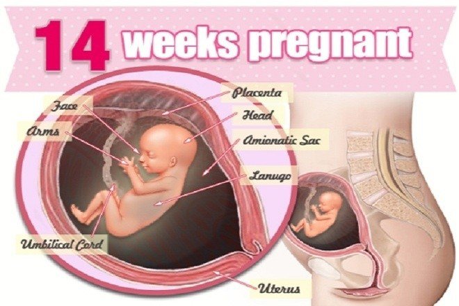 Sự phát triển của thai nhi 14 tuần như thế nào?