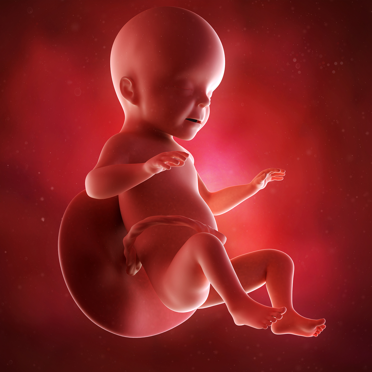Các phát triển về cơ, xương của thai nhi xảy ra thế nào trong tuần 26?
