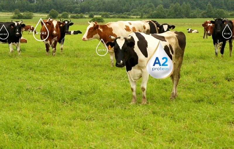 [Giải đáp] - Vì sao ba mẹ nên bổ sung đạm quý A2 cho trẻ sơ sinh?